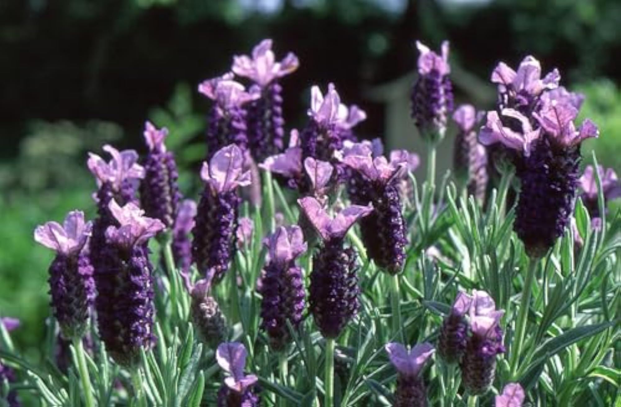 Peepalcomm Lavender and Jasmine Aroma Essential Oils Set, Natural